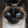 animal, blue_eyes, cat, close_up, cute, domestic_animal, ears, eyes, face, feline, focus, fur, indoor, looking, mammal, pet, portrait, siamese_cat, soft_background, whiskers