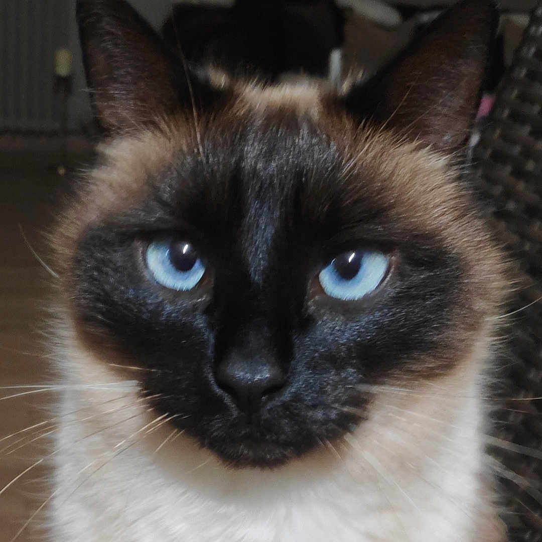 Zilia a rejoint le concours — aidez-le/la à gagner de superbes lots ! animal, blue_eyes, cat, close_up, cute, domestic_animal, ears, eyes, face, feline, focus, fur, indoor, looking, mammal, pet, portrait, siamese_cat, soft_background, whiskers