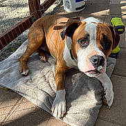 Bernie joined the competition — help win amazing prizes! animal, brown, collar, concrete, curious, dog, drill, fence, looking, mat, outdoor, paw, pet, pliers, quilted, resting, shadow, sunlight, tool, white