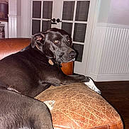 Charlie is registered to the contest to win money with this photo: black_dog, brown_couch, canine, collar, curious, dog, domestic_animal, door, furniture, glass_panes, home_interior, indoor, leather_couch, looking_back, pet, relaxed, resting, wall_paneling, white_paw, wooden_floor