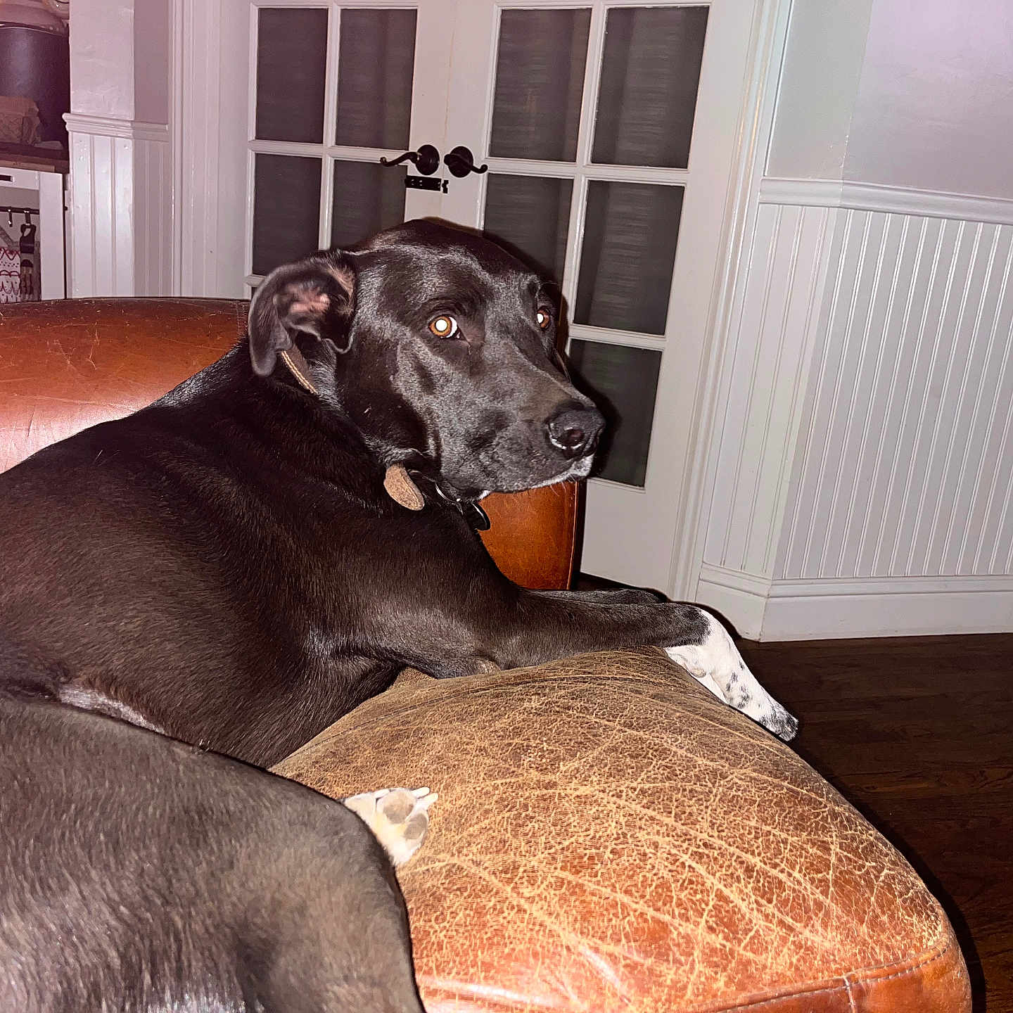 Charlie is registered to the contest to win money with this photo: black_dog, brown_couch, canine, collar, curious, dog, domestic_animal, door, furniture, glass_panes, home_interior, indoor, leather_couch, looking_back, pet, relaxed, resting, wall_paneling, white_paw, wooden_floor