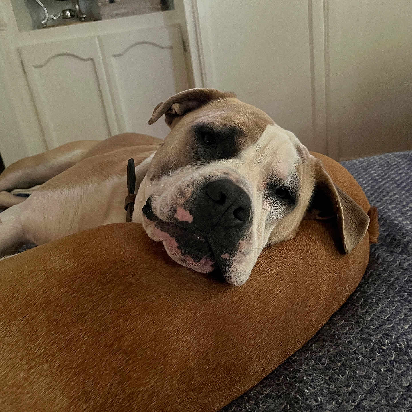 Murphy
