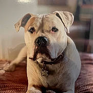 Jack is registered to the contest to win money with this photo: dog, pet, indoor, blanket, chew_toy, collar, animal, canine, relaxed, lying_down, brown, white, close_up, portrait, fur, ears, nose, paw, home, cozy