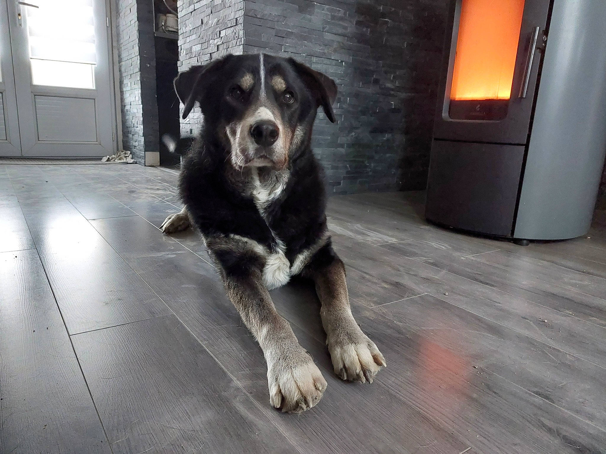 Marley participe au concours pour gagner de l'argent avec cette photo : borador, canidae, carnivore, companion_dog, dog, dog_breed, floor, flooring, fur, gas, hardwood, paw, sporting_group, street_dog, tail, terrestrial_animal, whiskers, window, wood, working_dog