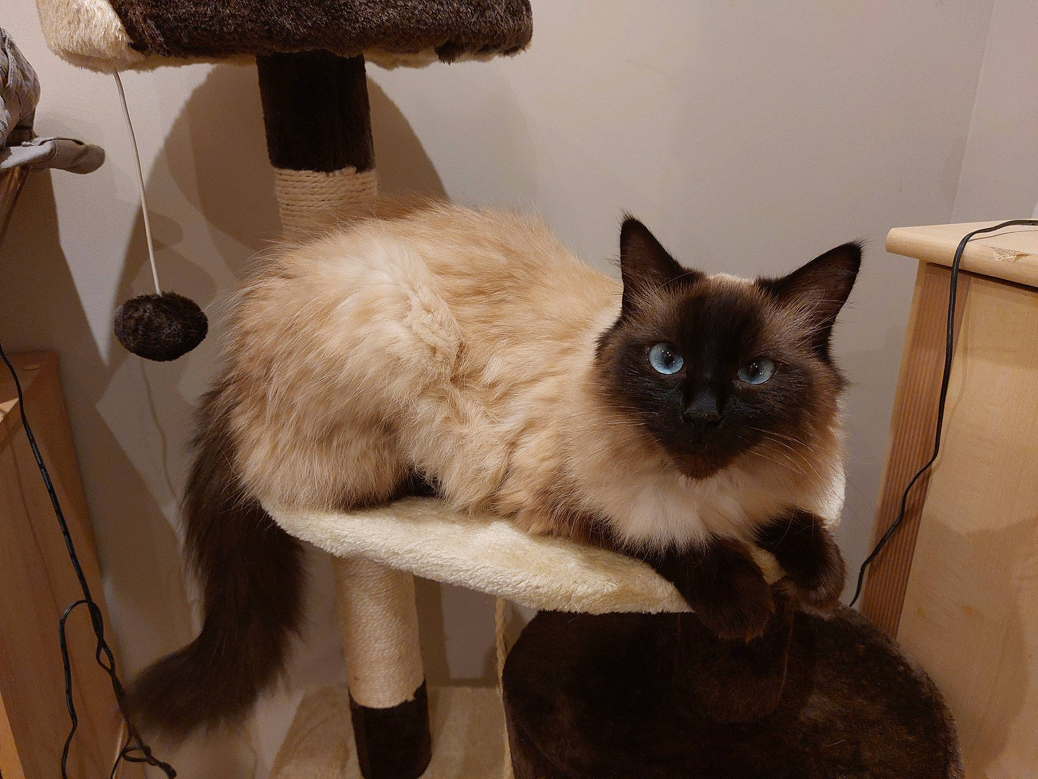 Ruby a rejoint le concours — aidez-le/la à gagner de superbes lots ! bag, balinese, birman, carnivore, cat, fawn, felidae, fur, luggage_and_bags, pet_supply, siamese, small_to_medium_sized_cats, tail, thai, tonkinese, whiskers