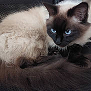 Ruby a rejoint le concours — aidez-le/la à gagner de superbes lots ! cat, cats, siamese_cat, fluffy, long_hair, blue_eyes, pet, animal, cuddling, cuddling_cats, lying_down, indoor, close_up, fur, whiskers, ears, paws, relaxed, portrait, cozy
