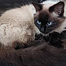 cat, cats, siamese_cat, fluffy, long_hair, blue_eyes, pet, animal, cuddling, cuddling_cats, lying_down, indoor, close_up, fur, whiskers, ears, paws, relaxed, portrait, cozy