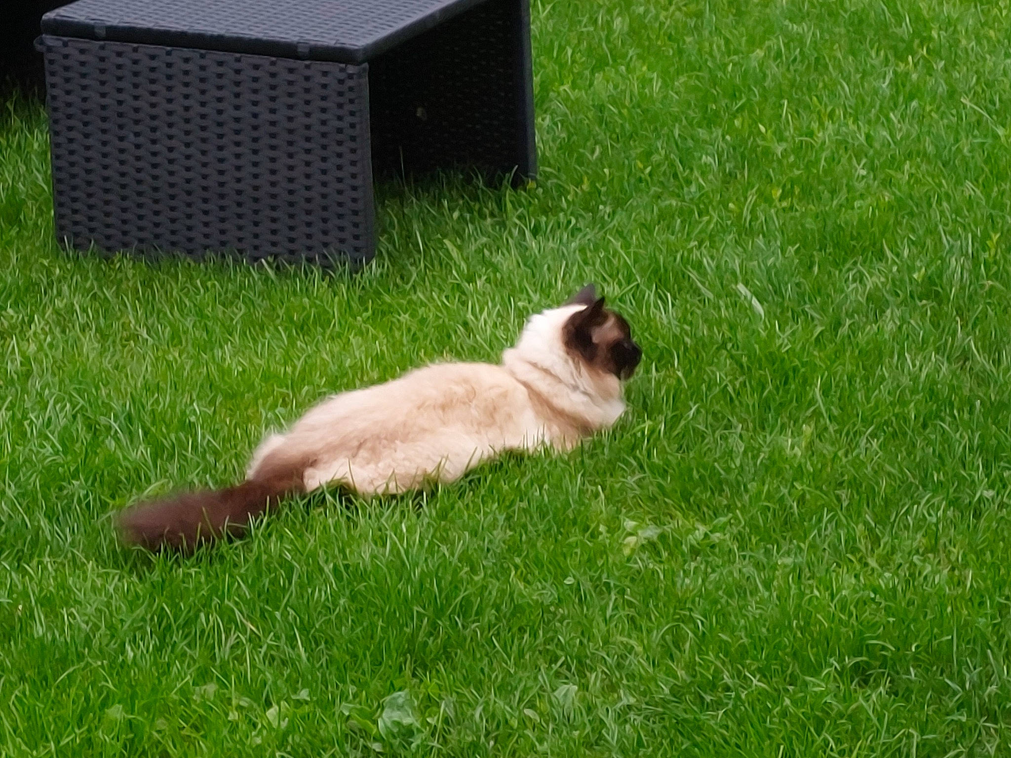 Ruby a rejoint le concours — aidez-le/la à gagner de superbes lots ! canidae, carnivore, companion_dog, dog_breed, fawn, felidae, foot, grass, grassland, groundcover, human_leg, landscape, pasture, plant, pug, siamese, snout, sporting_group, tail, terrestrial_animal