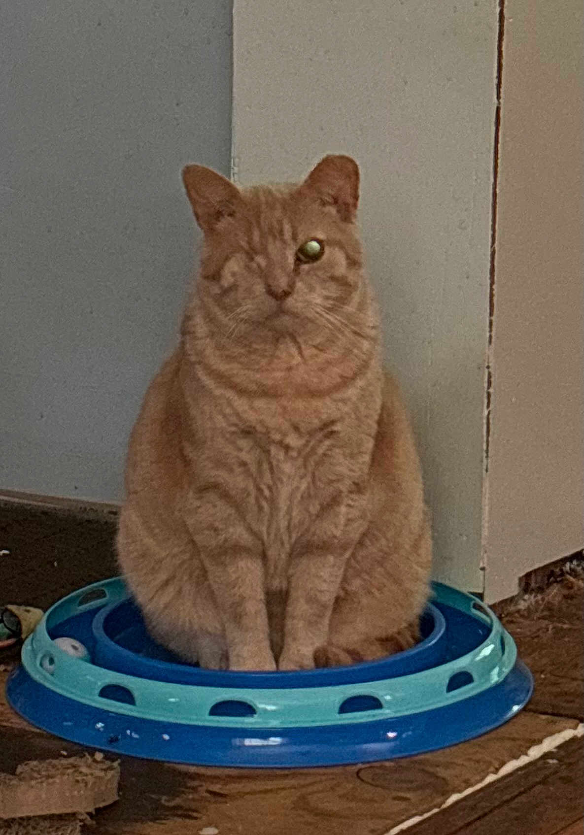 Cecil is registered to the contest to win money with this photo: cat, ginger_cat, one-eyed_cat, pet, indoor, toy_ring, blue_toy, sitting, staring, whiskers, ears, fur, portrait, feline, wooden_floor, home_interior, floor, quiet, curiosity, solo