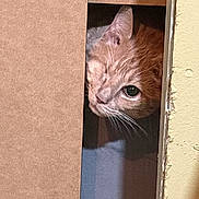 Cecil is registered to the contest to win money with this photo: box, cardboard, cat, close_up, curious, doorway, ear, eye, feline, ginger_cat, hiding, indoor, orange_fur, peeking, pet, playful, portrait, shadow, shelf, whiskers