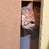 box, cardboard, cat, close_up, curious, doorway, ear, eye, feline, ginger_cat, hiding, indoor, orange_fur, peeking, pet, playful, portrait, shadow, shelf, whiskers