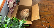 Cecil is registered to the contest to win money with this photo: box_flap, cable, cardboard_box, cat, cozy, curtain, extension_cord, hardwood_floor, indoor, living_room, orange_cat, pet, plant_leaf, potted_plant, scratching_post, scuffed_floor, sitting, sunlight, window, wooden_floor