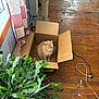 Cecil is registered to the contest to win money with this photo: cat, cardboard_box, orange_cat, potted_plant, hardwood_floor, curtain, window, scratching_post, extension_cord, cable, sunlight, living_room, indoor, pet, sitting, wooden_floor, plant_leaf, box_flap, cozy, scuffed_floor