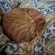 Cecil is registered to the contest to win money with this photo: cat, ginger_cat, orange_tabby, curled_up, sleeping, bed, blanket, duvet, patterned_bedding, fur, paw, tail, cozy, indoor, pet, resting, close_up, home, sleeping_pet, soft