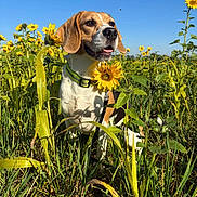 Radis a rejoint le concours — aidez-le/la à gagner de superbes lots ! animal, beagle, blue_sky, closeup, collar, daytime, dog, flower_field, grass, greenery, happy, leaf, nature, outdoor, pet, plant, summer, sunflower, sunlight, tongue_out