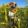 animal, beagle, blue_sky, closeup, collar, daytime, dog, flower_field, grass, greenery, happy, leaf, nature, outdoor, pet, plant, summer, sunflower, sunlight, tongue_out