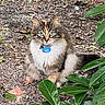 cat, fluffy, outdoor, leaves, greenery, nature, animal, pet, collar, tag, ground, fur, sitting, watchful, plants, eyes, wildlife, calm, tree, bushes
