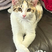 Chloe is registered to the contest to win money with this photo: cat, feline, pet, animal, couch, leather, blanket, red_blanket, grey_blanket, crossed_paws, indoor, close_up, cute, domestic_cat, relaxed, looking_at_camera, whiskers, ears, pink_nose, tabby