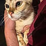 Zora is registered to the contest to win money with this photo: animal, cat, close_up, cute, domestic_cat, expression, eyes, face, feline, friendly, fur, hand, holding, indoor, mammal, maroon_shirt, person, pet, portrait, whiskers