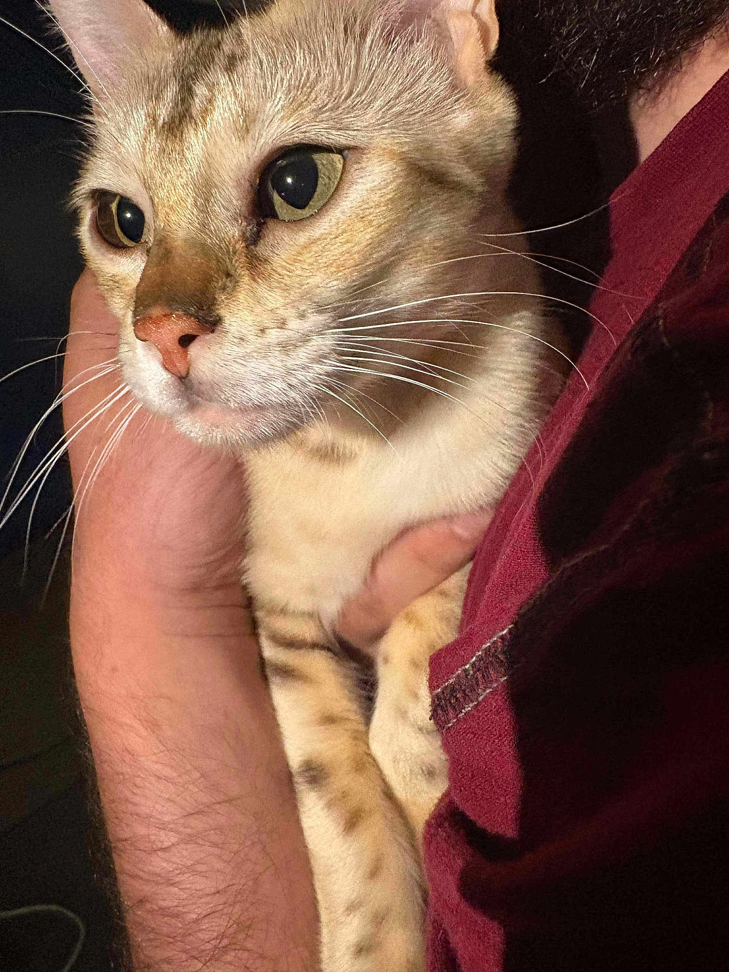 Zora