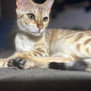 Zora joined the competition — help win amazing prizes! animal, blurred_background, carpet, cat, closeup, cute, domestic_cat, feline, fur, green_eyes, indoor, lying_down, mammal, patterned, paw, pet, relaxed, soft_light, tail, whiskers