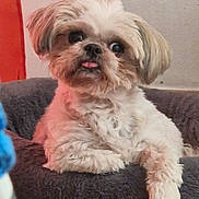 Wally a rejoint le concours — aidez-le/la à gagner de superbes lots ! dog, small_dog, fluffy, pet_bed, indoor, tongue_out, curious, cozy, animal, cute, white_fur, brown_fur, relaxed, resting, companion, domestic_animal, portrait, furry, paw, looking_away