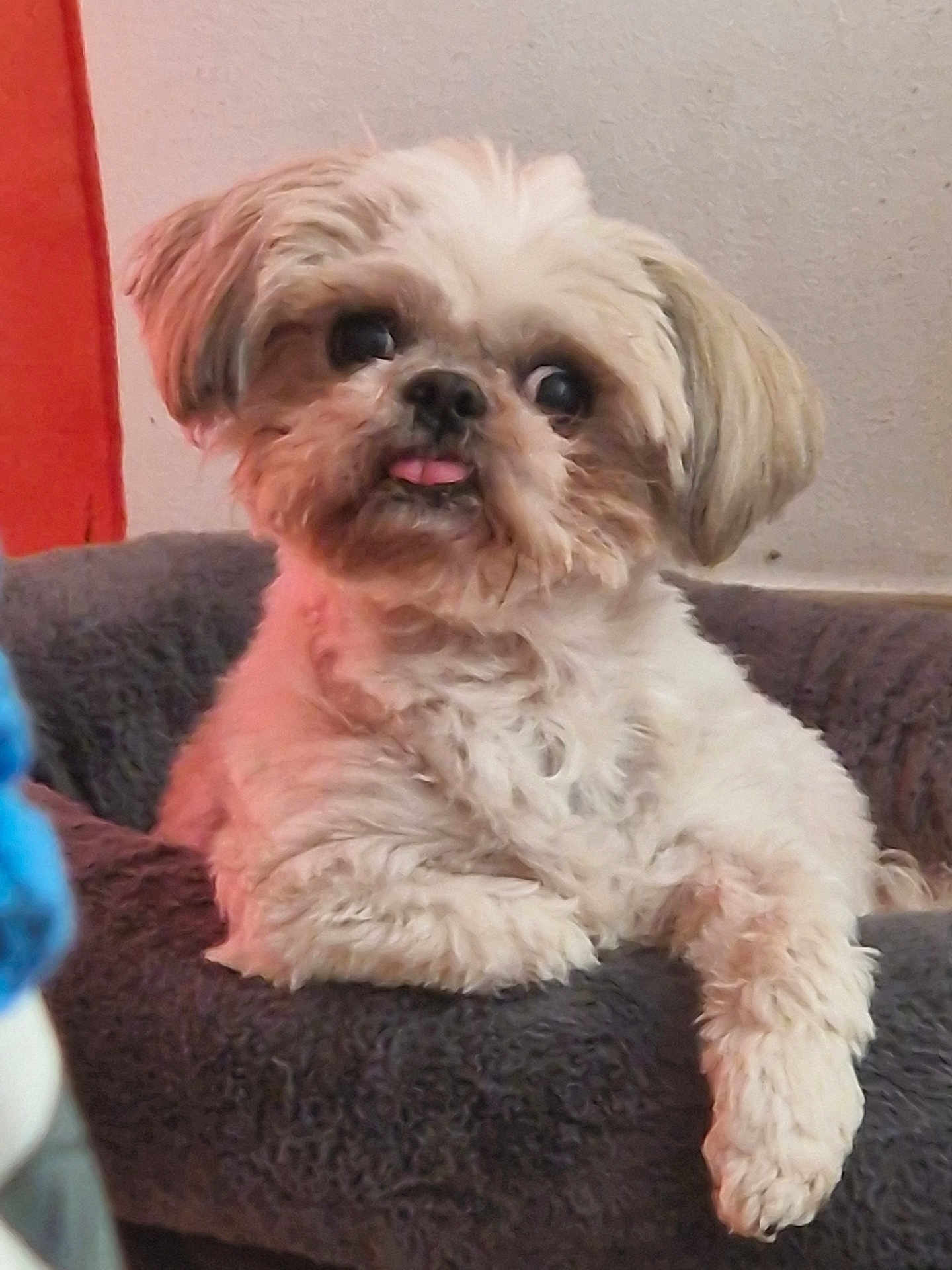 Wally a rejoint le concours — aidez-le/la à gagner de superbes lots ! dog, small_dog, fluffy, pet_bed, indoor, tongue_out, curious, cozy, animal, cute, white_fur, brown_fur, relaxed, resting, companion, domestic_animal, portrait, furry, paw, looking_away