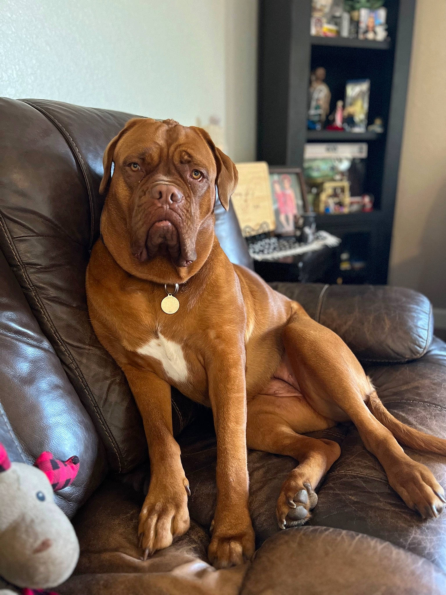 Leia is registered to the contest to win money with this photo: bookcase, carnivore, collar, comfort, companion_dog, dog, dog_breed, dog_collar, dog_supply, fawn, flooring, hardwood, liver, picture_frame, shelf, shelving, snout, wood, working_animal, wrinkle