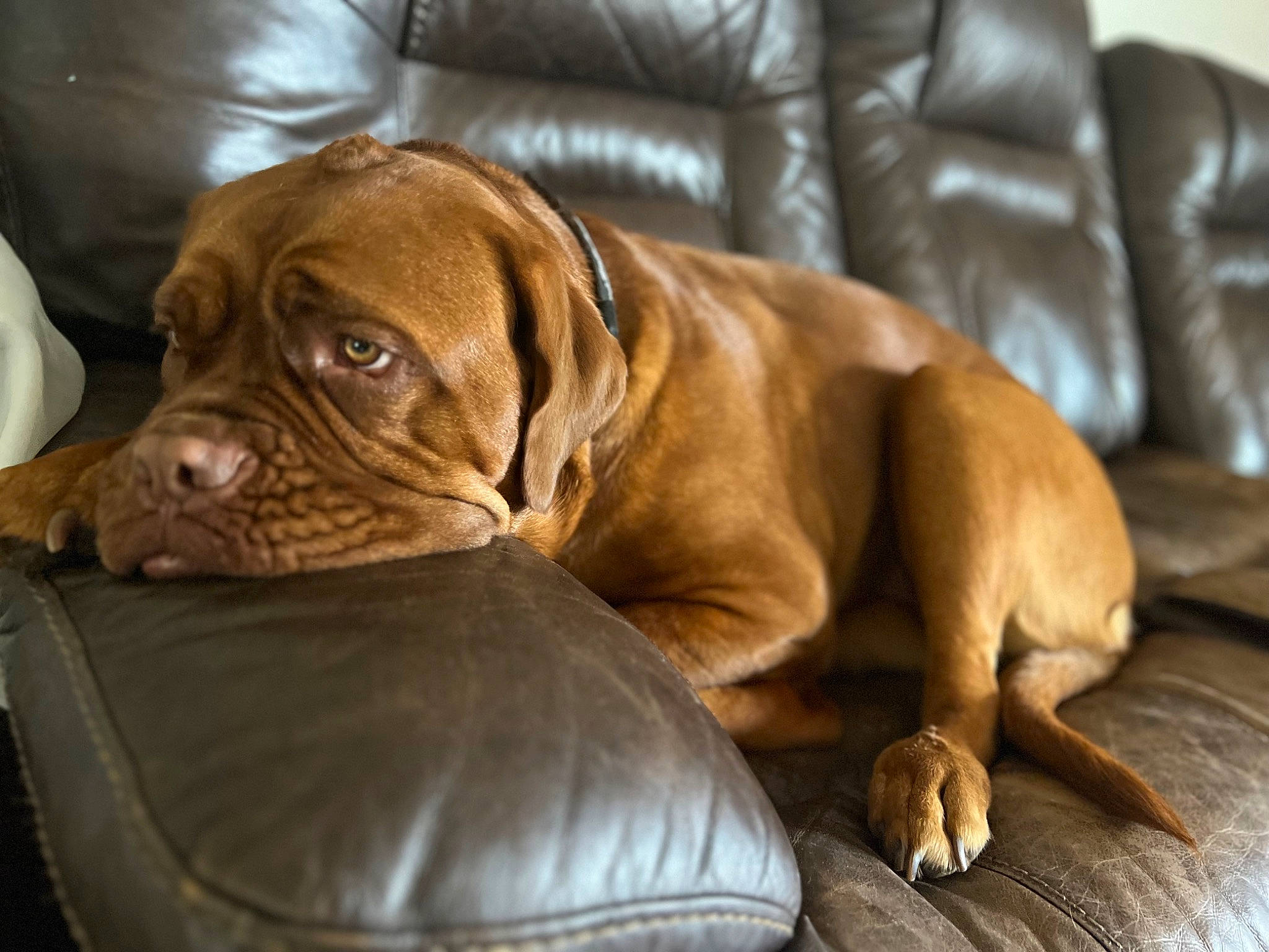 Leia is registered to the contest to win money with this photo: canidae, carnivore, collar, comfort, companion_dog, dog, dog_breed, dog_supply, fawn, fur, hardwood, liver, snout, sporting_group, terrestrial_animal, whiskers, wood, working_animal, working_dog, wrinkle