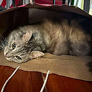 Pandora joined the competition — help win amazing prizes! animal, brown, cat, close_up, cozy, curious, cute, domestic_animal, ears, feline, fur, gray, indoor, laying_down, paper_bag, pet, relaxed, tabby_cat, whiskers, wooden_floor