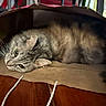 animal, brown, cat, close_up, cozy, curious, cute, domestic_animal, ears, feline, fur, gray, indoor, laying_down, paper_bag, pet, relaxed, tabby_cat, whiskers, wooden_floor