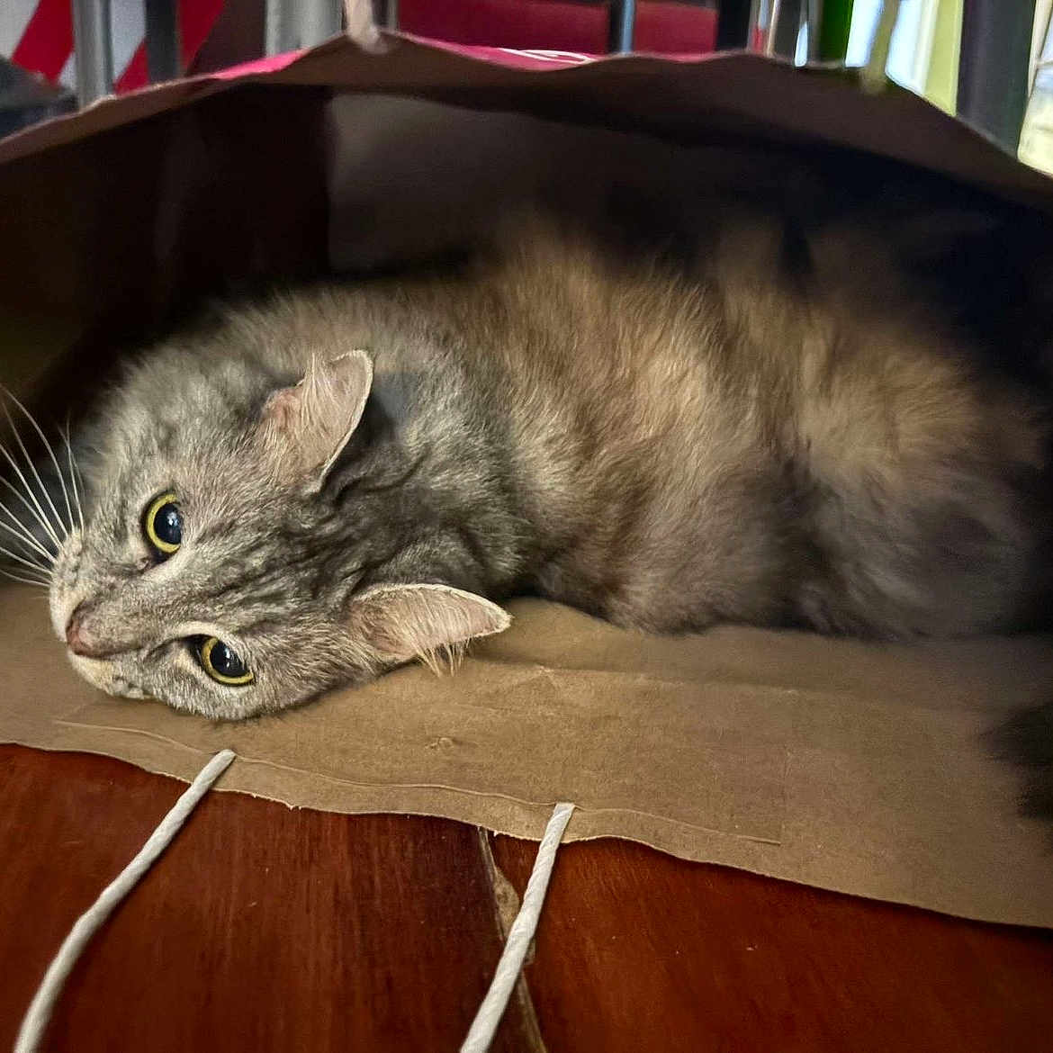 Pandora joined the competition — help win amazing prizes! animal, brown, cat, close_up, cozy, curious, cute, domestic_animal, ears, feline, fur, gray, indoor, laying_down, paper_bag, pet, relaxed, tabby_cat, whiskers, wooden_floor