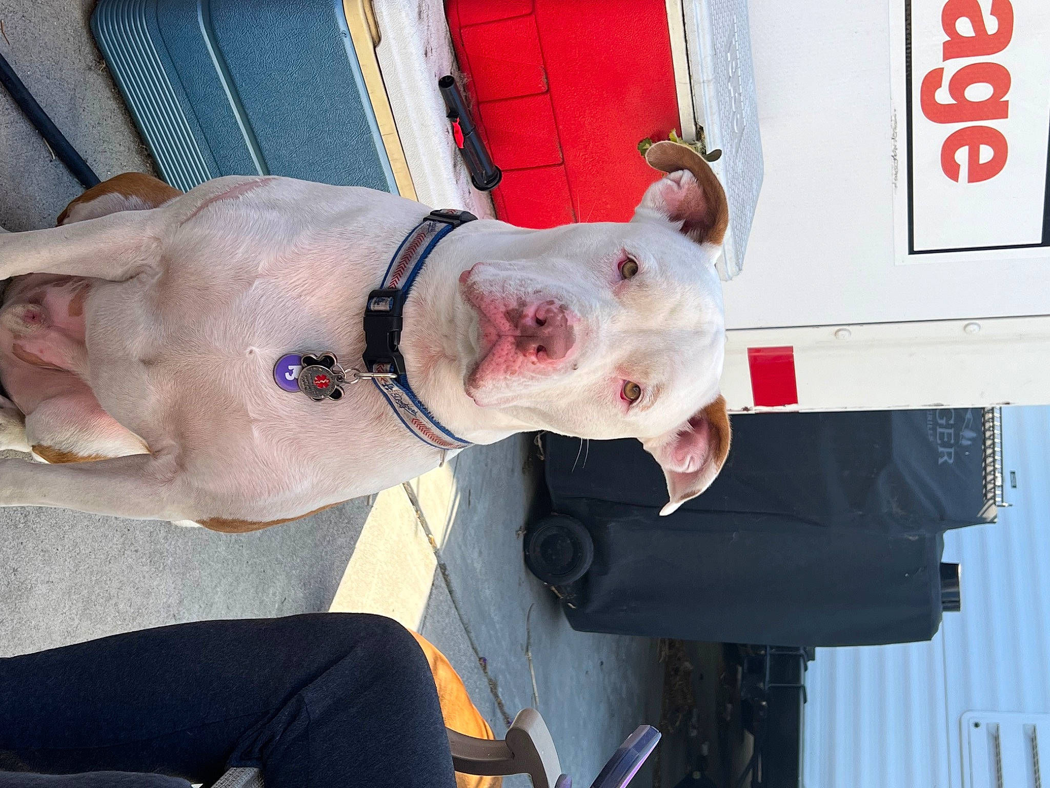 Raider joined the competition — help win amazing prizes! canidae, carnivore, collar, companion_dog, dog, dog_breed, dog_collar, dog_supply, fawn, flesh, jaw, non_sporting_group, snout, sporting_group, working_animal