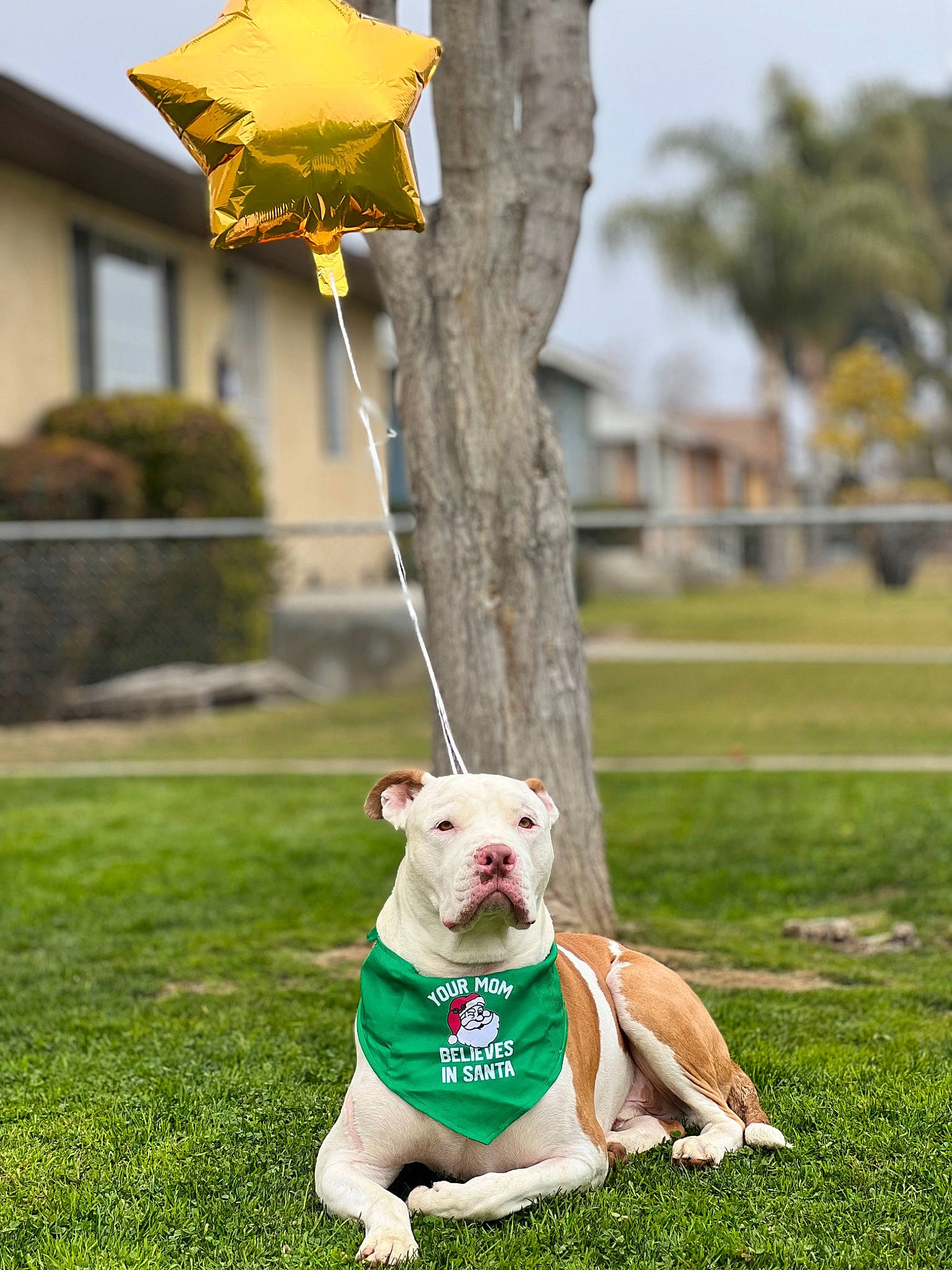 Raider is registered to the contest to win money with this photo: carnivore, collar, companion_dog, dog, dog_breed, dog_collar, dog_supply, fawn, grass, lawn, leisure, plant, recreation, sky, snout, sporting_group, tail, tree, window, yellow