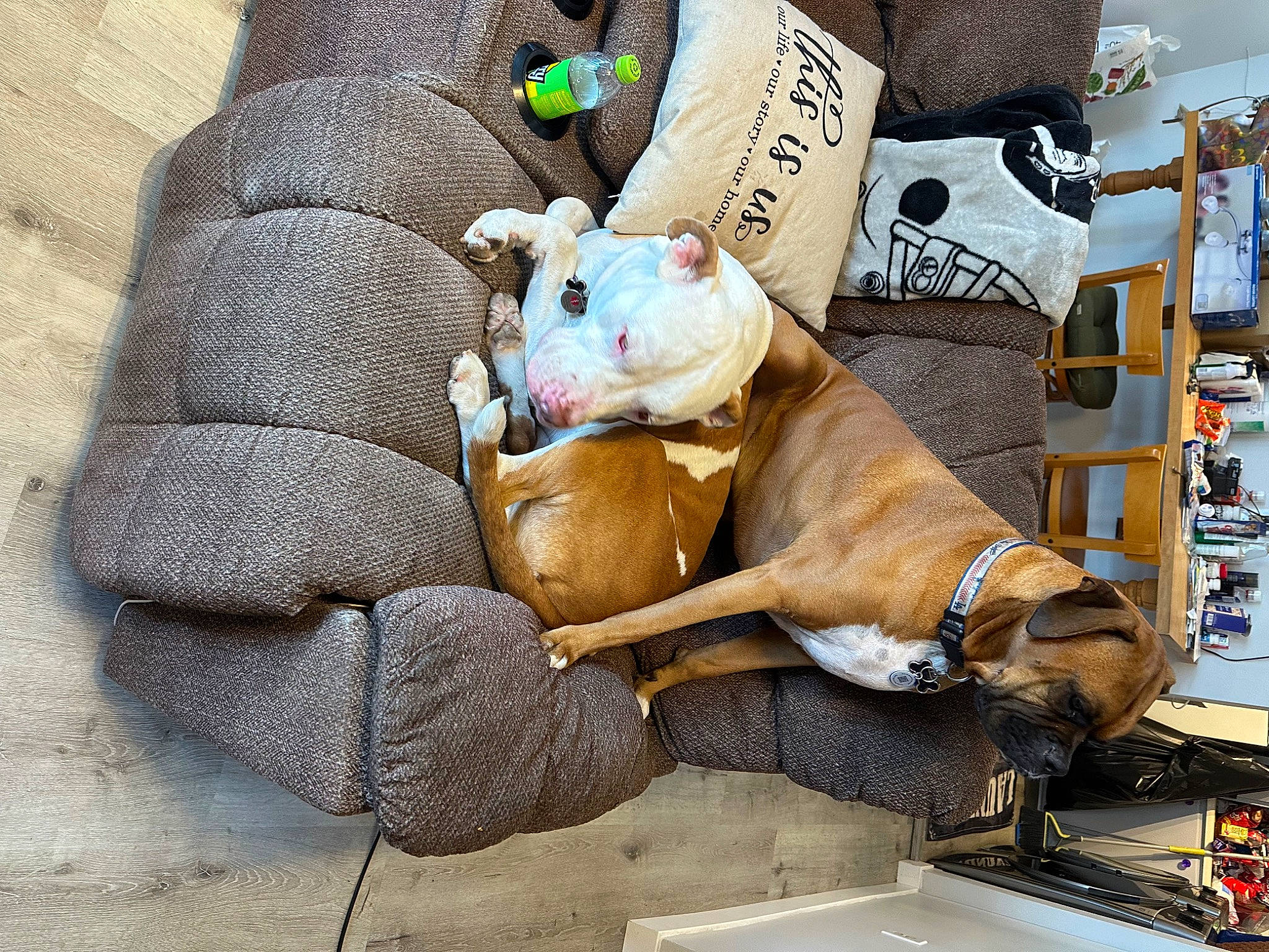 Raider is registered to the contest to win money with this photo: bag, canidae, carnivore, comfort, companion_dog, couch, fawn, felidae, fur, linens, luggage_and_bags, pillow, plush, room, snout, stuffed_toy, teddy_bear, throw_pillow, toy, working_animal