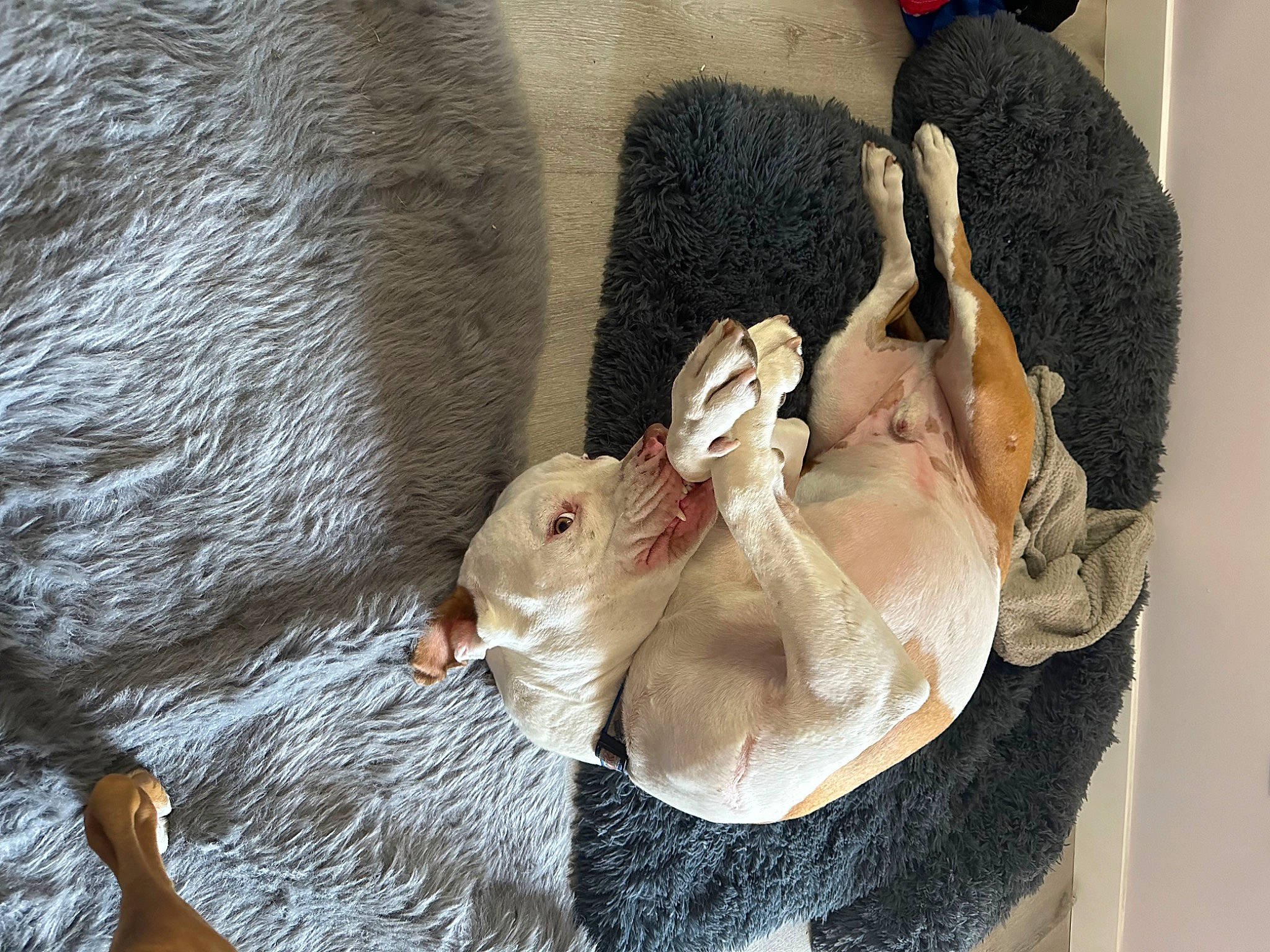 Raider joined the competition — help win amazing prizes! art, claw, comfort, duck, fawn, feather, felidae, fur, linens, paw, plush, small_to_medium_sized_cats, stuffed_toy, tail, wing, wool