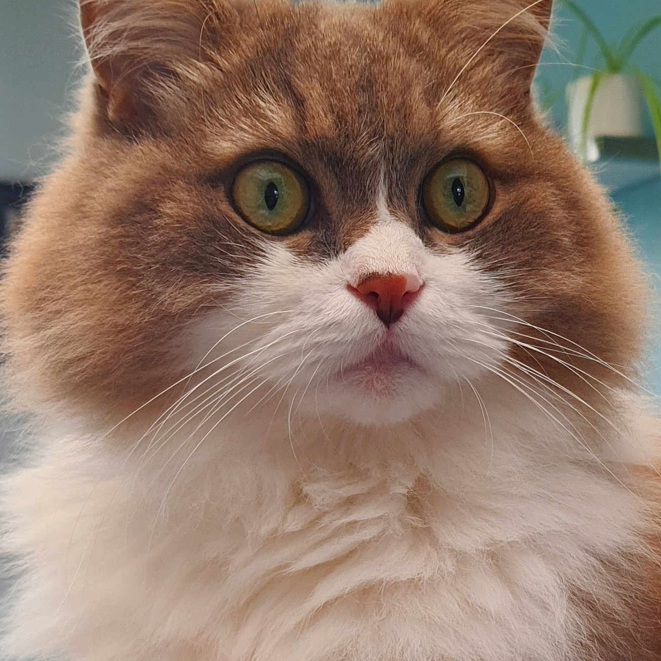 Replay a rejoint le concours — aidez-le/la à gagner de superbes lots ! alert, animal, background, cat, close_up, curious, cute, domestic_cat, ears, feline, fluffy, fur, indoor, mammal, nose, pet, portrait, soft, whiskers, wide_eyes