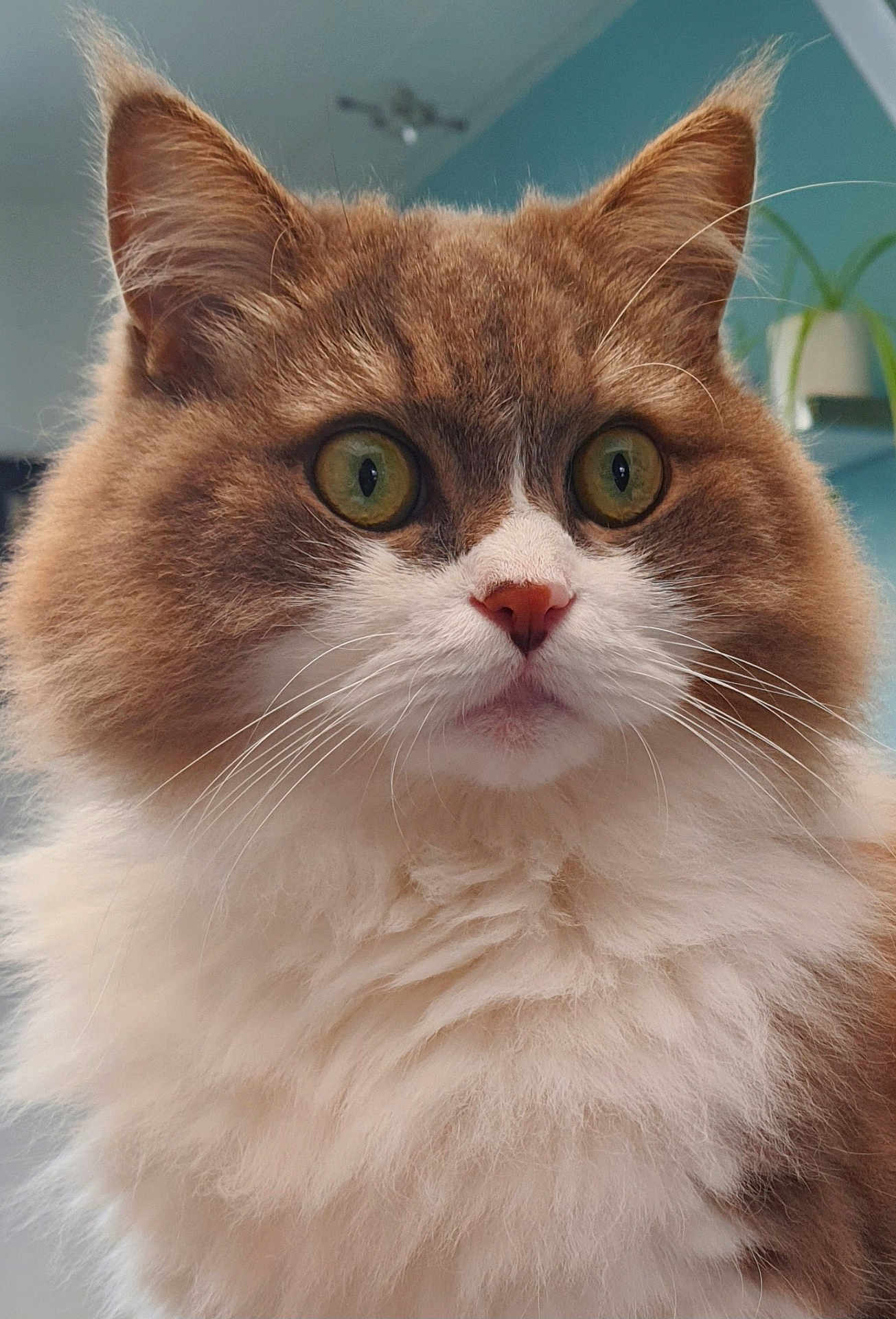 Replay a rejoint le concours — aidez-le/la à gagner de superbes lots ! cat, fluffy, wide_eyes, indoor, pet, fur, whiskers, close_up, curious, portrait, animal, mammal, cute, feline, domestic_cat, soft, nose, ears, alert, background