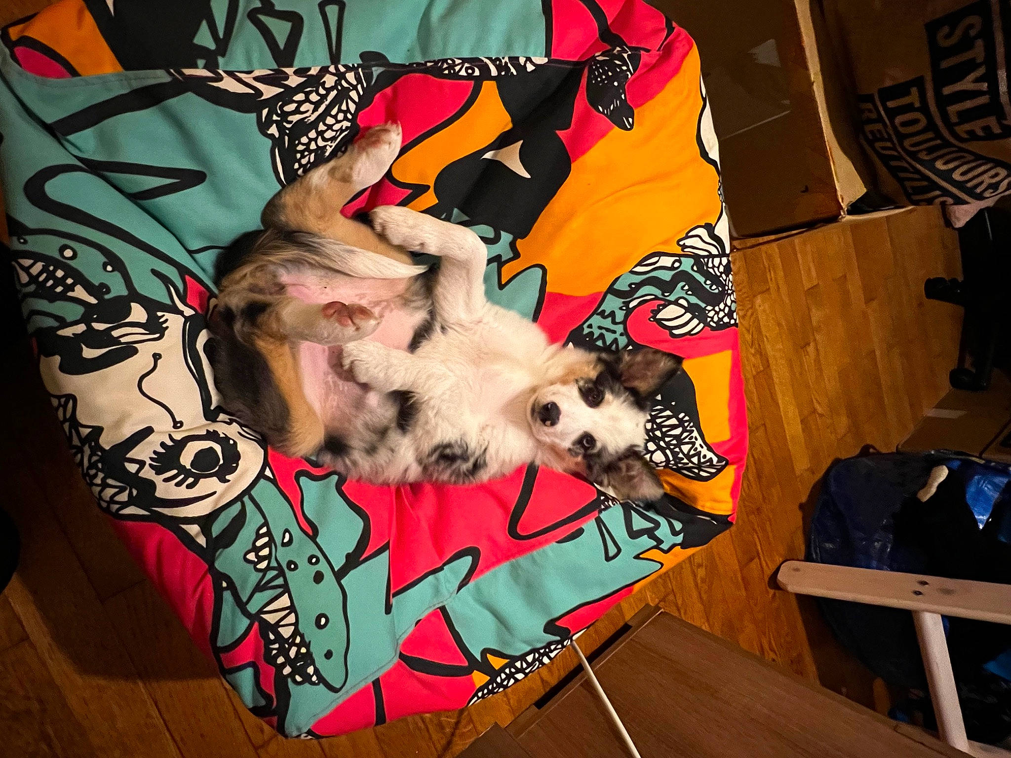 Uka a rejoint le concours — aidez-le/la à gagner de superbes lots ! art, backpack, bag, carmine, carnivore, companion_dog, fiction, flesh, font, fur, graffiti, graphic_design, graphics, luggage_and_bags, pattern, paw, room, sleeve, visual_arts