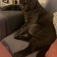 Ratatouille participe au concours pour gagner de l'argent avec cette photo : cat, gray_cat, animal, pet, feline, indoor, couch, furniture, blanket, cushion, relaxing, looking_away, cozy, home, living_room, soft_texture, comfort, resting, domestic_animal, fur