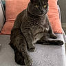 Ratatouille participe au concours pour gagner de l'argent avec cette photo : cat, gray_cat, pet, indoor, couch, pillow, furniture, sitting, animal, domestic_animal, feline, cozy, relaxed, fur, whiskers, ears, eyes, tail, paws, home