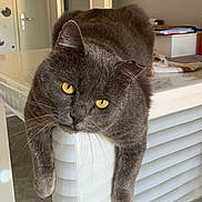 Ratatouille participe au concours pour gagner de l'argent avec cette photo : cat, gray_cat, yellow_eyes, indoor, table, relaxed, lounge, pet, feline, whiskers, domestic_cat, curious, cozy, home, fur, animal, cute, resting, mammal, portrait
