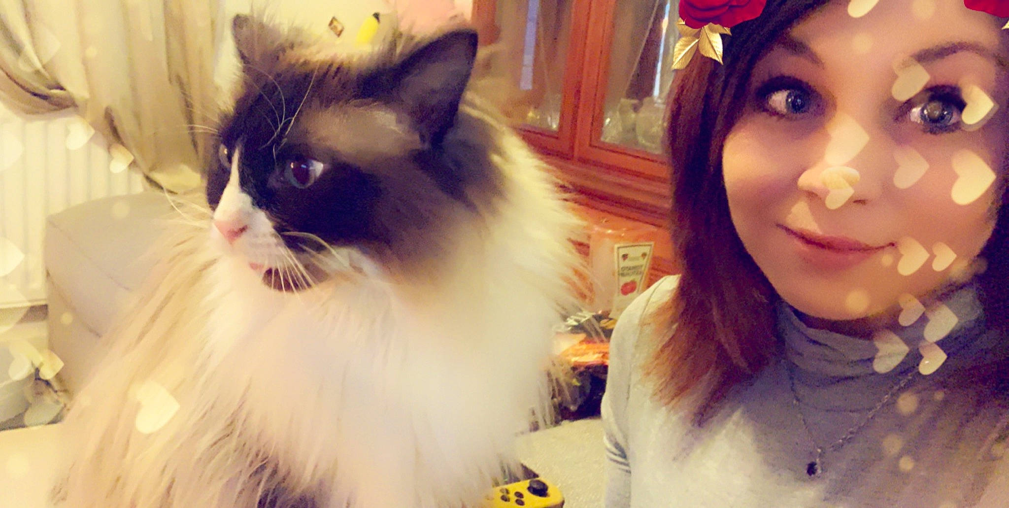 Miku is registered to the contest to win money with this photo: carnivore, cat, cheek, domestic_long_haired_cat, ear, eye, face, felidae, hair, head, iris, kitten, long_hair, nose, person, photography, ragdoll, selfie, small_to_medium_sized_cats, smile