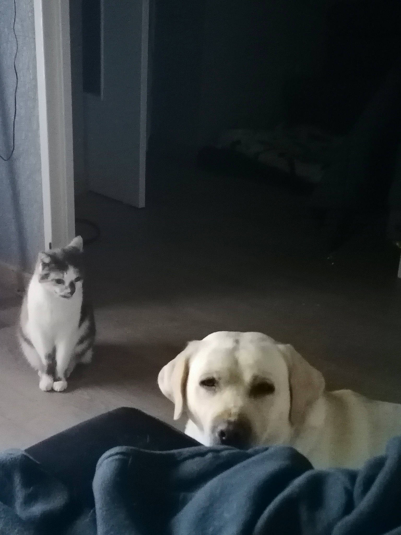 Malo participe au concours pour gagner de l'argent avec cette photo : carnivore, cat, comfort, companion_dog, dog, dog_breed, dog_supply, fawn, felidae, flooring, grey, mammal, monochrome_photography, pet_supply, small_to_medium_sized_cats, snout, vertebrate, whiskers, wood, working_animal