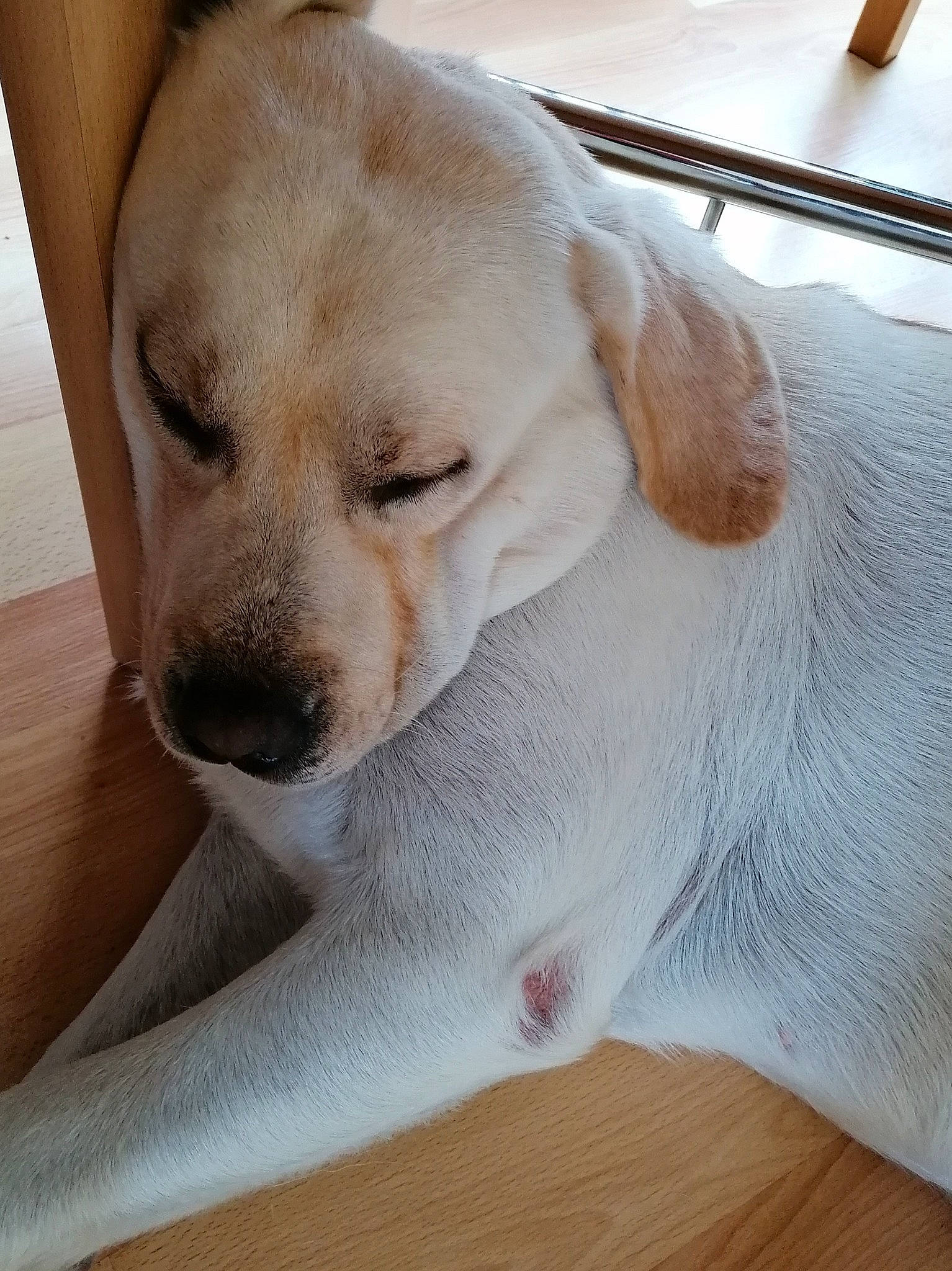 Malo a rejoint le concours — aidez-le/la à gagner de superbes lots ! canidae, carnivore, collar, comfort, companion_dog, dog, dog_breed, fawn, flooring, fur, gun_dog, hardwood, labrador_retriever, paw, retriever, snout, sporting_group, whiskers, wood, working_animal