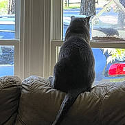 Smokey is registered to the contest to win money with this photo: cat, window, couch, pillow, sheep_pillow, tail, tree, car, outdoor, indoor, animal, pet, furniture, daylight, nature, relaxing, looking_out, home, cozy, quiet