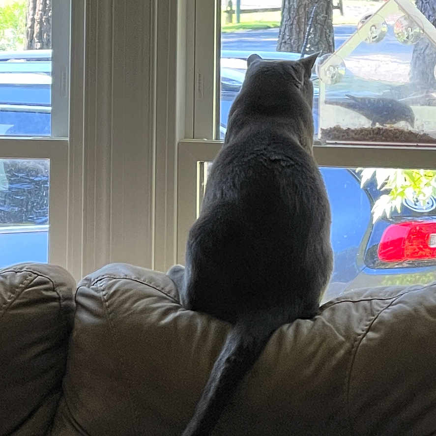 Smokey is registered to the contest to win money with this photo: animal, car, cat, couch, cozy, daylight, furniture, home, indoor, looking_out, nature, outdoor, pet, pillow, quiet, relaxing, sheep_pillow, tail, tree, window