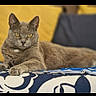 Pin-Up a rejoint le concours — aidez-le/la à gagner de superbes lots ! cat, gray_cat, lying_down, yellow_eyes, indoor, cushion, patterned_fabric, blue, white, yellow, relaxed, pet, feline, fur, mammal, domestic_animal, resting, close_up, portrait, cozy