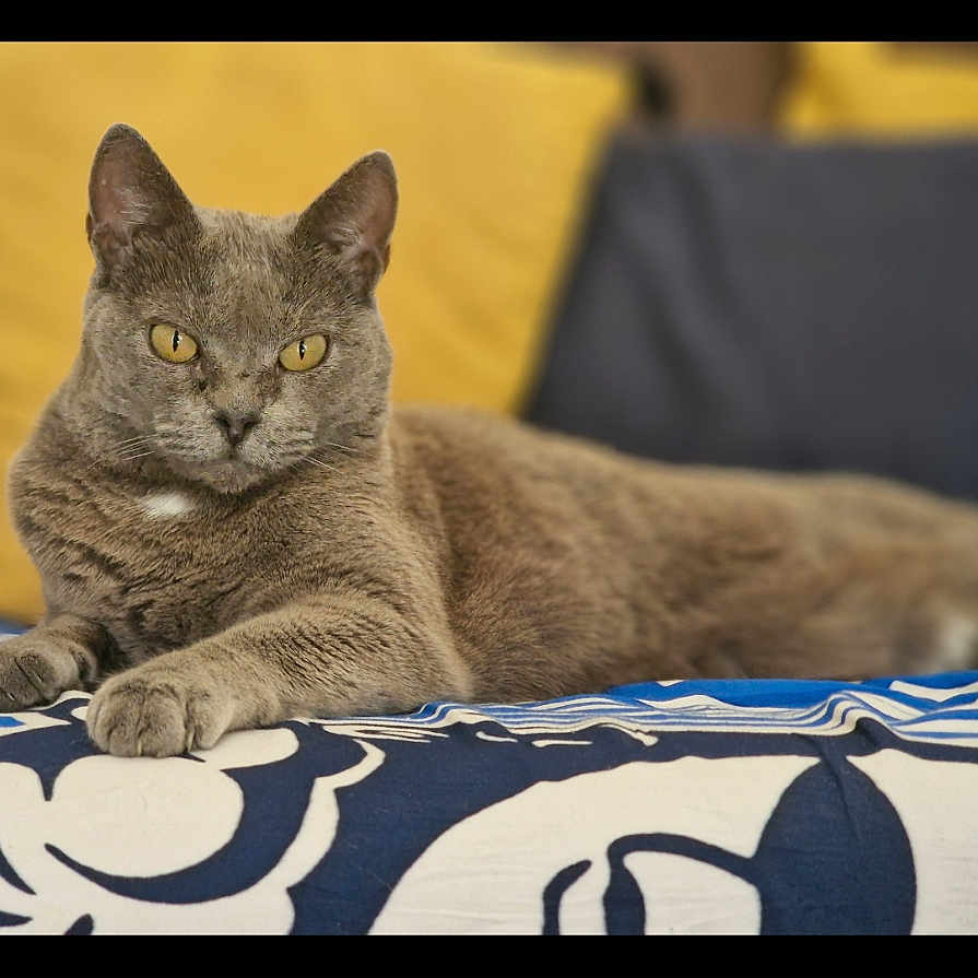 Pin-Up a rejoint le concours — aidez-le/la à gagner de superbes lots ! cat, gray_cat, lying_down, yellow_eyes, indoor, cushion, patterned_fabric, blue, white, yellow, relaxed, pet, feline, fur, mammal, domestic_animal, resting, close_up, portrait, cozy