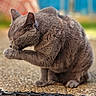 Pin-Up a rejoint le concours — aidez-le/la à gagner de superbes lots ! animal, cat, cleaning, close_up, colorful_background, ears, feline, fur, gray_cat, grooming, ground, outdoor, paw, pet, photography, portrait, rubber_mat, short_hair, sitting, whiskers